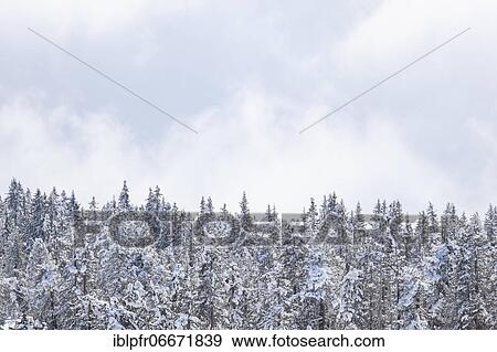 Snowy fir forest in the Swiss Alps View Large Photo Image Stock Photo - Snowy fir forest in the Swiss Alps. Fotosearch