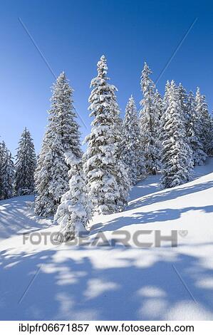 Snowy fir forest in the Swiss Alps View Large Photo Image Stock Photo - Snowy fir forest in the Swiss Alps. Fotosearch