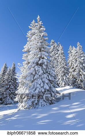 Snowy fir forest in the Swiss Alps View Large Photo Image Stock Photo - Snowy fir forest in the Swiss Alps. Fotosearch