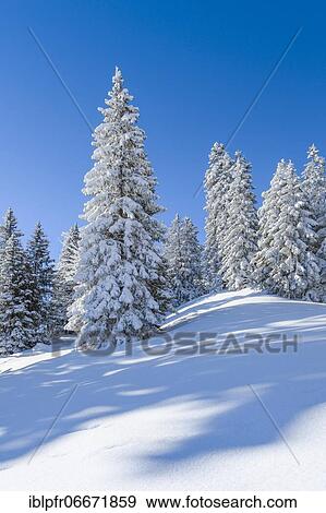 Snowy fir forest in the Swiss Alps View Large Photo Image Stock Photo - Snowy fir forest in the Swiss Alps. Fotosearch