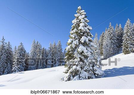Snowy fir forest in the Swiss Alps View Large Photo Image Stock Photo - Snowy fir forest in the Swiss Alps. Fotosearch