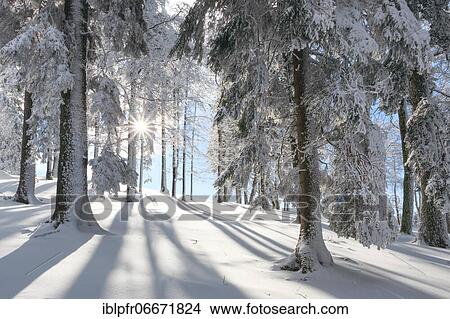 Snowy fir forest, Switzerland, Europe View Large Photo Image Picture - Snowy fir forest, Switzerland, Europe. Fotosearch
