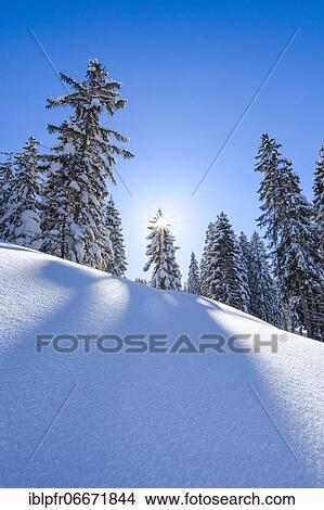 Snowy fir forest, Switzerland, Europe View Large Photo Image Picture - Snowy fir forest, Switzerland, Europe. Fotosearch