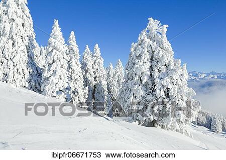 Stock Image - Snowy fir forest, Switzerland, Europe. Fotosearch