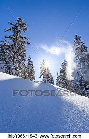 Snowy fir forest, Switzerland, Europe View Large Photo Image Stock Image - Snowy fir forest, Switzerland, Europe. Fotosearch