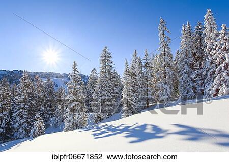 Snowy fir forest, Switzerland, Europe View Large Photo Image Stock Image - Snowy fir forest, Switzerland, Europe. Fotosearch