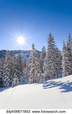Stock Image - Snowy fir forest, Switzerland, Europe. Fotosearch