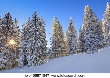 Snowy fir forest, Switzerland, Europe View Large Photo Image Stock Photo - Snowy fir forest, Switzerland, Europe. Fotosearch