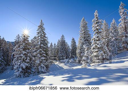 Snowy fir forest, Switzerland, Europe View Large Photo Image Stock Photograph - Snowy fir forest, Switzerland, Europe. Fotosearch