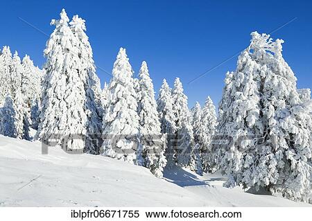 Snowy fir forest, Switzerland, Europe View Large Photo Image Stock Photography - Snowy fir forest, Switzerland, Europe. Fotosearch