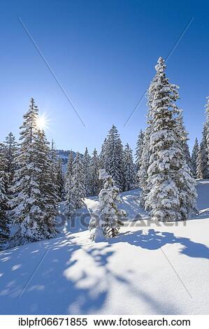 Snowy fir forest, Switzerland, Europe View Large Photo Image Stock Photography - Snowy fir forest, Switzerland, Europe. Fotosearch