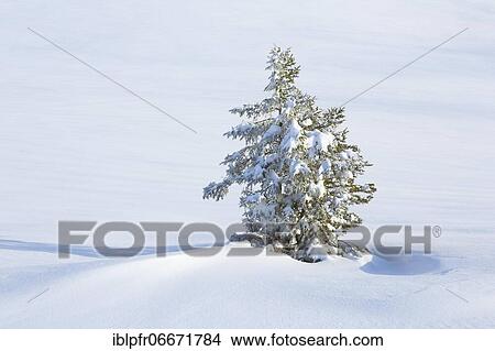 Snowy fir tree, Schwägalp, Switzerland, Europe View Large Photo Image Picture - Snowy fir tree, Schwägalp, Switzerland, Europe. Fotosearch