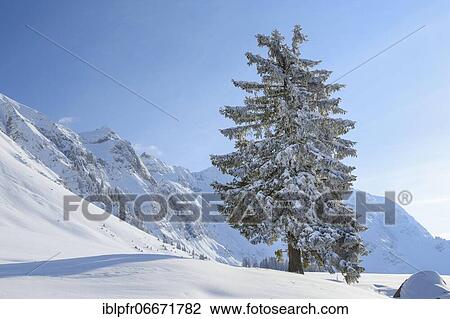 Stock Image - Snowy fir tree, Schwägalp, Switzerland, Europe. Fotosearch