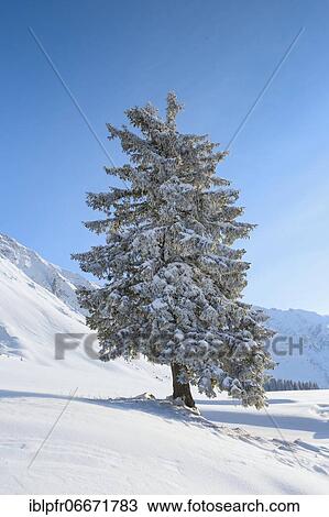 Snowy fir tree, Schwägalp, Switzerland, Europe View Large Photo Image Stock Image - Snowy fir tree, Schwägalp, Switzerland, Europe. Fotosearch