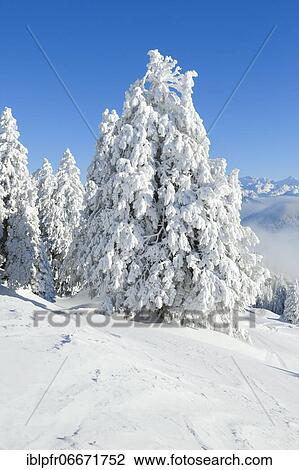 Stock Image - Snowy fir trees, Switzerland, Europe. Fotosearch