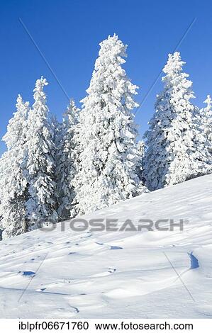 Stock Image - Snowy fir trees, Switzerland, Europe. Fotosearch