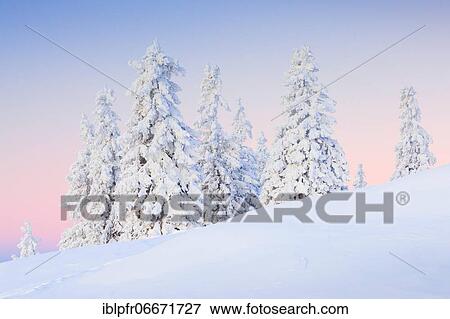 Snowy fir trees, Switzerland, Europe View Large Photo Image Stock Photo - Snowy fir trees, Switzerland, Europe. Fotosearch