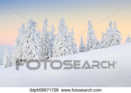 Snowy fir trees, Switzerland, Europe View Large Photo Image Stock Photo - Snowy fir trees, Switzerland, Europe. Fotosearch