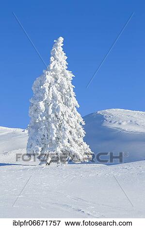 Snowy fir trees, Switzerland, Europe View Large Photo Image Stock Photo - Snowy fir trees, Switzerland, Europe. Fotosearch