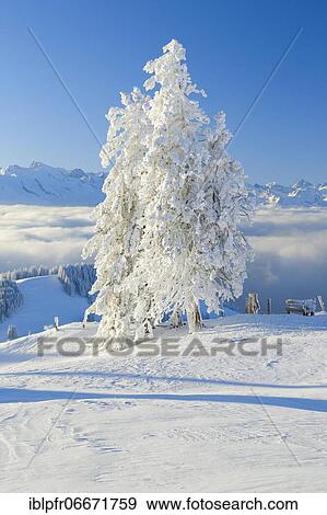 Snowy fir trees, Switzerland, Europe View Large Photo Image Stock Photo - Snowy fir trees, Switzerland, Europe. Fotosearch