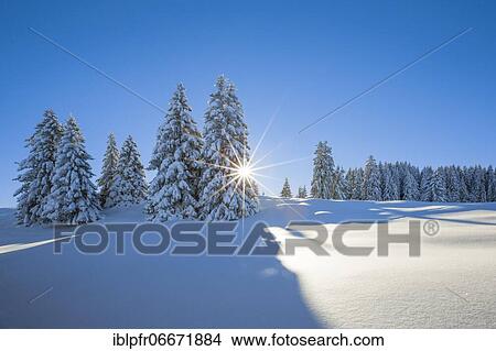 Snowy firs, Switzerland, Europe View Large Photo Image Picture - Snowy firs, Switzerland, Europe. Fotosearch