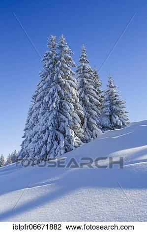 Stock Image - Snowy firs, Switzerland, Europe. Fotosearch