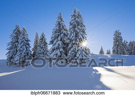 Snowy firs, Switzerland, Europe View Large Photo Image Stock Image - Snowy firs, Switzerland, Europe. Fotosearch