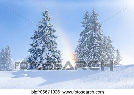 Snowy firs with rainbow, Switzerland, Europe View Large Photo Image Stock Photograph - Snowy firs with rainbow, Switzerland, Europe. Fotosearch