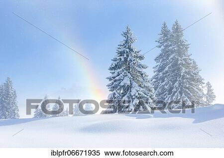 Stock Photography - Snowy firs with rainbow, Switzerland, Europe. Fotosearch