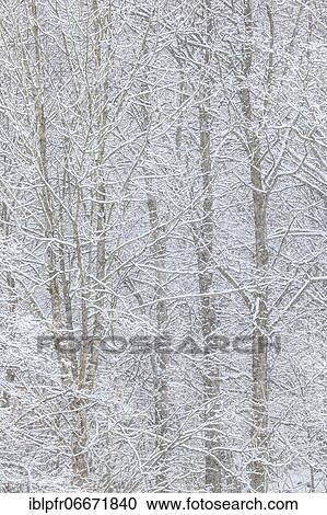 Snowy forest, Switzerland, Europe View Large Photo Image Stock Image - Snowy forest, Switzerland, Europe. Fotosearch