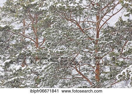 Stock Image - Snowy forest, Switzerland, Europe. Fotosearch