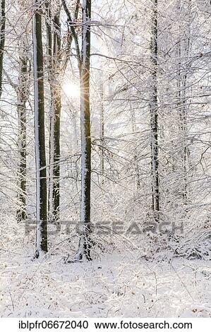 Snowy mixed forest, Zurich Oberland, Switzerland, Europe View Large Photo Image Stock Image - Snowy mixed forest, Zurich Oberland, Switzerland, Europe. Fotosearch