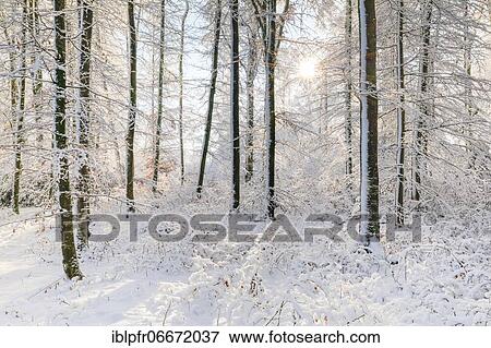 Stock Photo - Snowy mixed forest, Zurich Oberland, Switzerland, Europe. Fotosearch