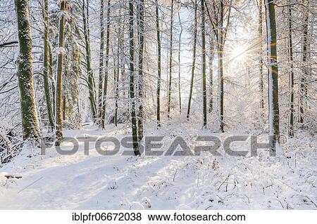 Snowy mixed forest, Zurich Oberland, Switzerland, Europe View Large Photo Image Stock Photo - Snowy mixed forest, Zurich Oberland, Switzerland, Europe. Fotosearch