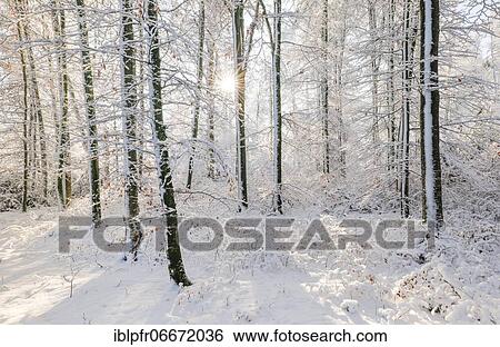 Snowy mixed forest, Zurich Oberland, Switzerland, Europe View Large Photo Image Stock Photograph - Snowy mixed forest, Zurich Oberland, Switzerland, Europe. Fotosearch