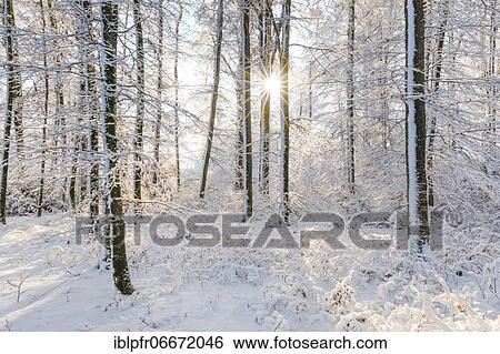 Snowy mixed forest, Zurich Oberland, Switzerland, Europe View Large Photo Image Stock Photograph - Snowy mixed forest, Zurich Oberland, Switzerland, Europe. Fotosearch