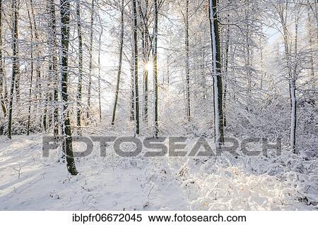 Snowy mixed forest, Zurich Oberland, Switzerland, Europe View Large Photo Image Stock Photography - Snowy mixed forest, Zurich Oberland, Switzerland, Europe. Fotosearch