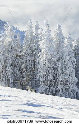 Snowy spruce forest, Switzerland, Europe View Large Photo Image Stock Photo - Snowy spruce forest, Switzerland, Europe. Fotosearch