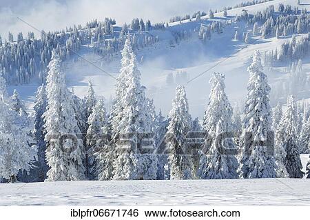Snowy spruce forest, Switzerland, Europe View Large Photo Image Stock Photograph - Snowy spruce forest, Switzerland, Europe. Fotosearch