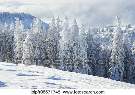 Snowy spruce forest, Switzerland, Europe View Large Photo Image Stock Photography - Snowy spruce forest, Switzerland, Europe. Fotosearch