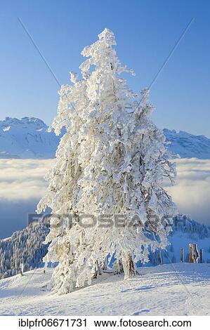 Snowy spruce, Switzerland, Europe View Large Photo Image Stock Image - Snowy spruce, Switzerland, Europe. Fotosearch