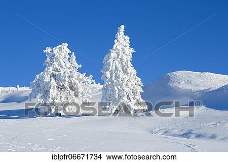 Snowy spruces, Switzerland, Europe View Large Photo Image Picture - Snowy spruces, Switzerland, Europe. Fotosearch
