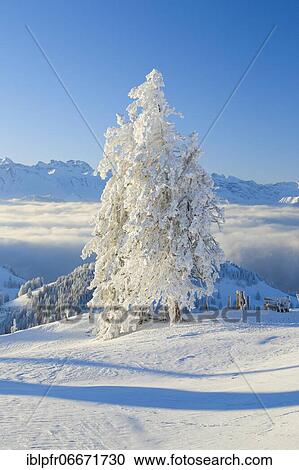 Snowy spruces, Switzerland, Europe View Large Photo Image Stock Image - Snowy spruces, Switzerland, Europe. Fotosearch