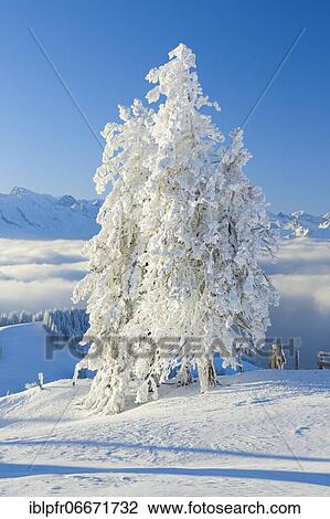 Snowy spruces, Switzerland, Europe View Large Photo Image Stock Image - Snowy spruces, Switzerland, Europe. Fotosearch