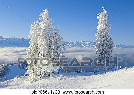 Stock Image - Snowy spruces, Switzerland, Europe. Fotosearch