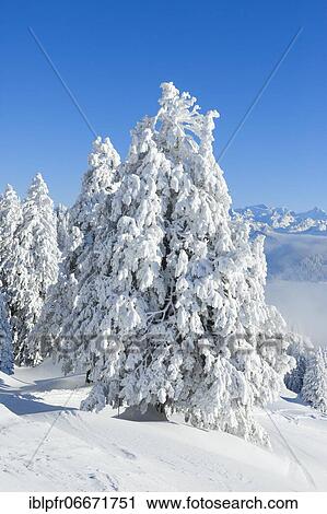 Snowy spruces, Switzerland, Europe View Large Photo Image Stock Image - Snowy spruces, Switzerland, Europe. Fotosearch