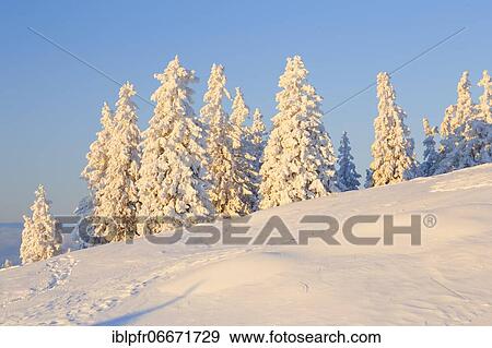 Snowy spruces, Switzerland, Europe View Large Photo Image Stock Photo - Snowy spruces, Switzerland, Europe. Fotosearch