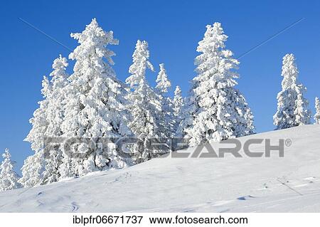 Snowy spruces, Switzerland, Europe View Large Photo Image Stock Photo - Snowy spruces, Switzerland, Europe. Fotosearch