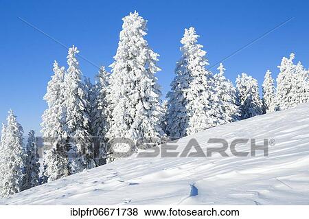 Stock Photo - Snowy spruces, Switzerland, Europe. Fotosearch