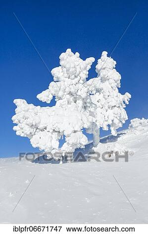 Stock Photo - Snowy spruces, Switzerland, Europe. Fotosearch
